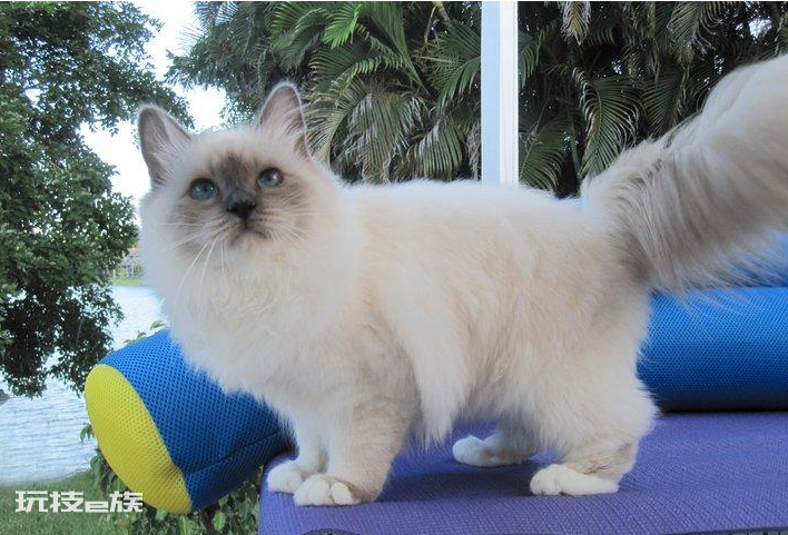 最温柔的猫咪排名前十(世界上最温柔的宠物猫排行)-图片4